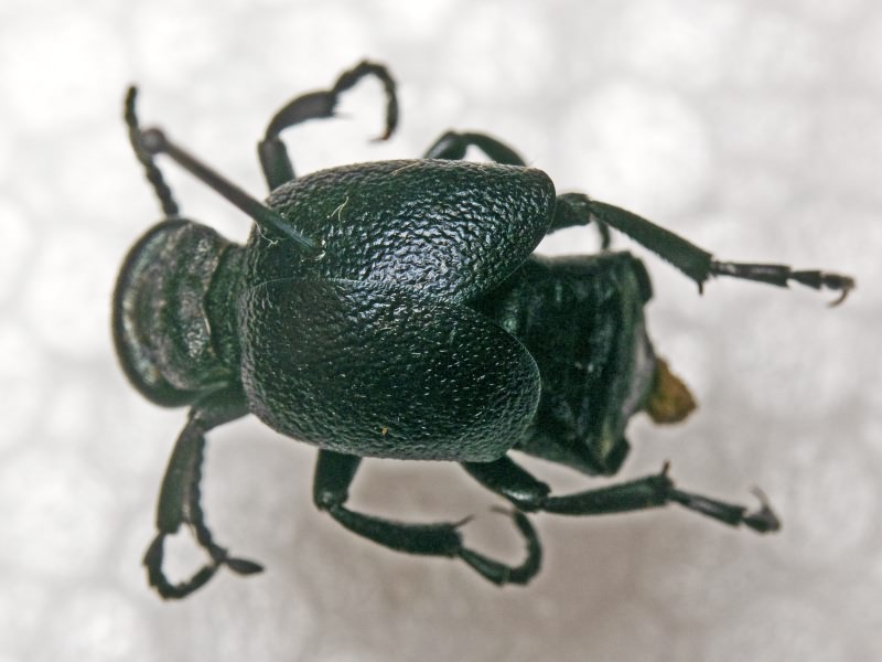 Meloe scabriusculus Brandt & Erichson, 1832